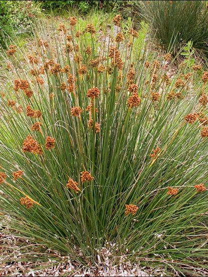 Juncus acutus