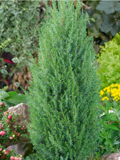 Juniperus communis