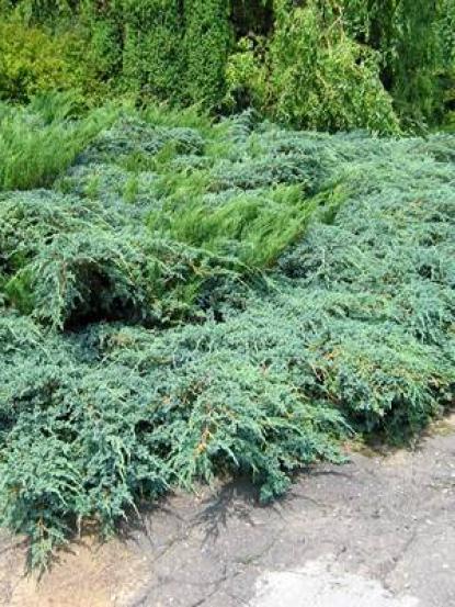 Juniperus media Pfitzeriana Aurea