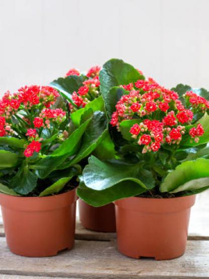 Kalanchoe