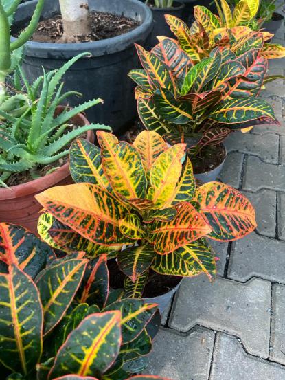 Codiaeum variegatum