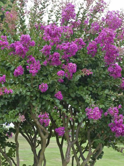 Lagerstroemia indica