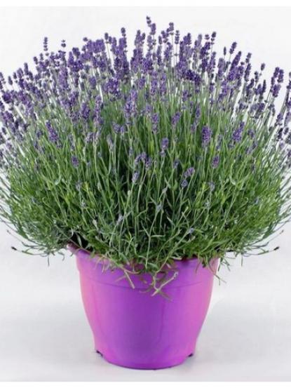 Lavandula officinalis