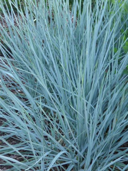 Leymus blue dune