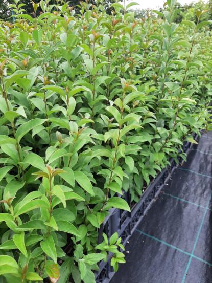 Ligustrum japonicum