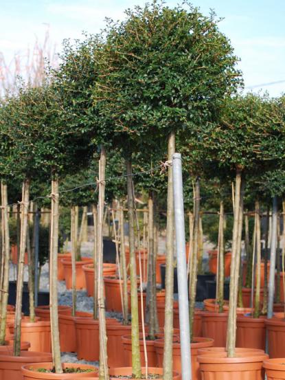 Ligustrum jonandrum