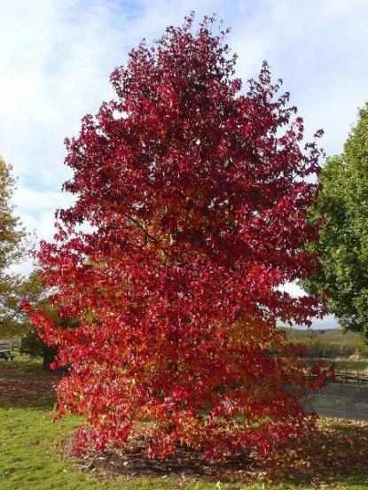 Liquidambar styraciflua