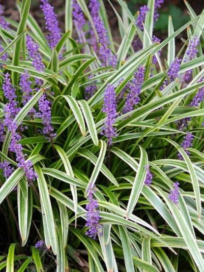 Liriope muscari variegata