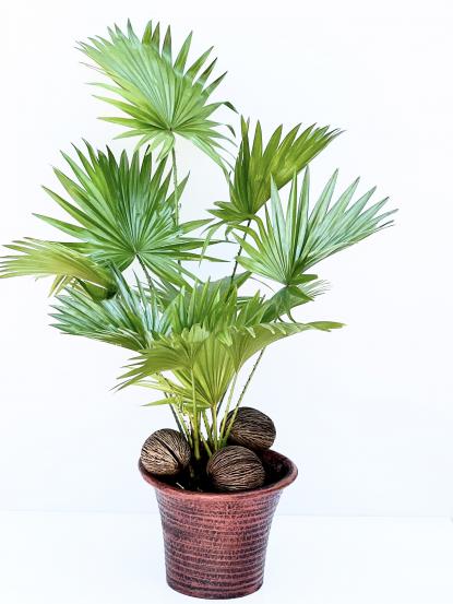 Livistona rotundifolia