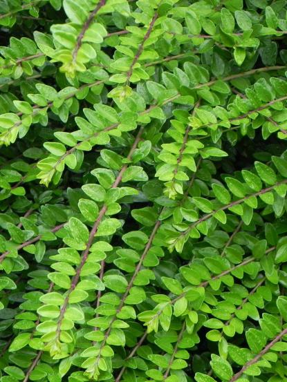 Lonicera nitida
