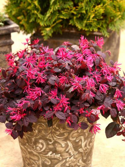 Loropetalum chinensis 'Black Pearl'