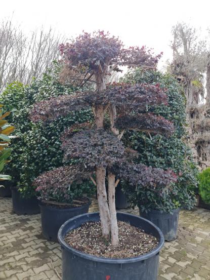 Loropetalum chinensis 'Bonsai'