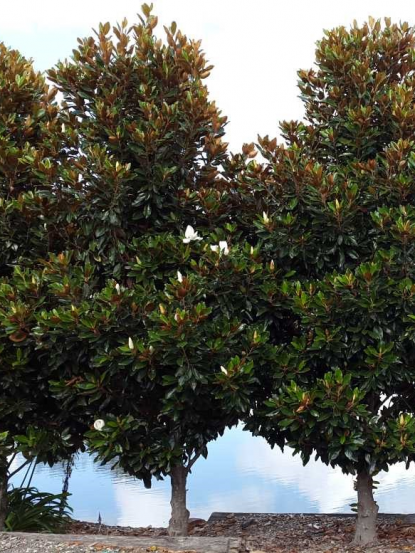 Magnolia grandiflora