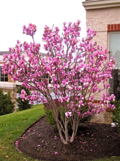 Magnolia soulangeana