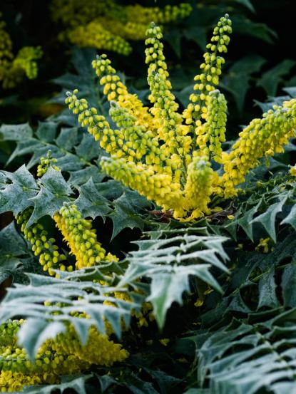 Mahonia media