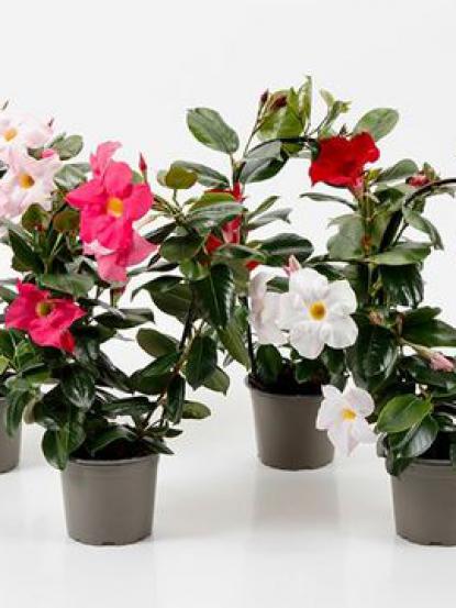 Mandevilla Sanderi