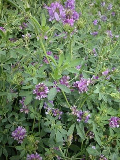 Medicago sativa
