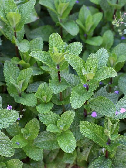 Mentha spicata