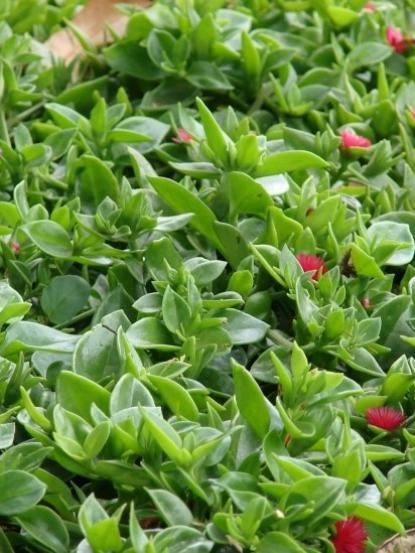 Mesembryanthemum cordifolium