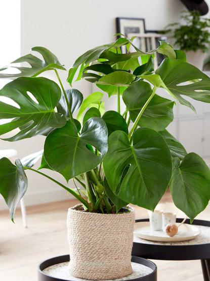Monstera Deliciosa