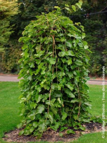 Morus alba 'Pendula'
