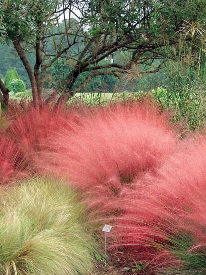 Muhlenbergia capillaris
