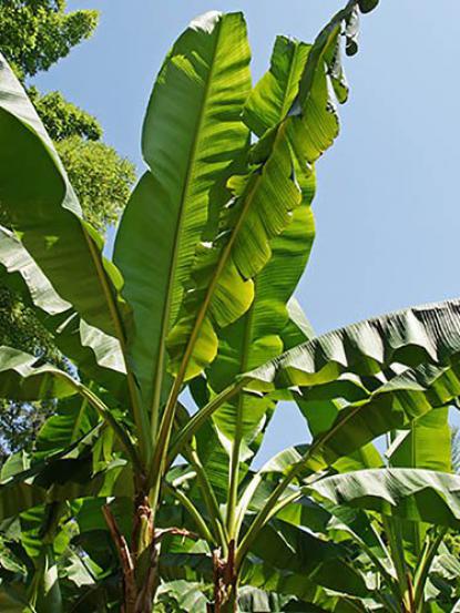 Musa paradisiaca