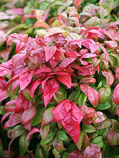 Nandina domestica firepower