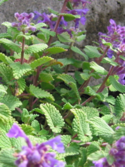 Nepeta cataria citriodora