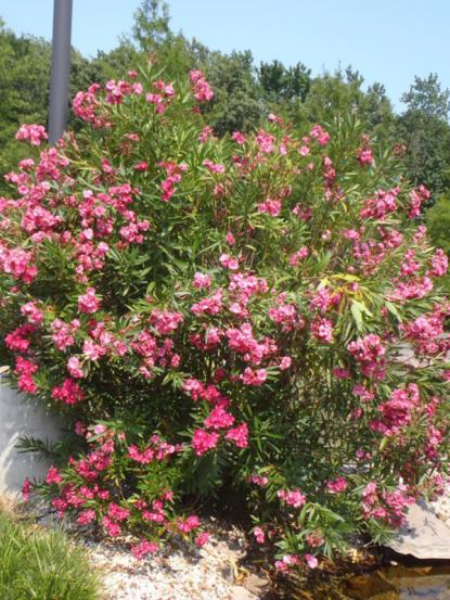 Nerium oleander
