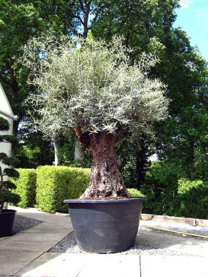 Olea europaea
