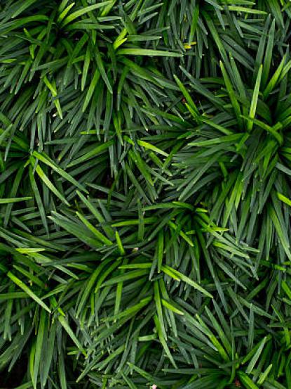 Ophiopogon japonicum