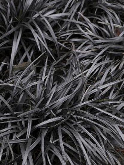 Ophiopogon nigra
