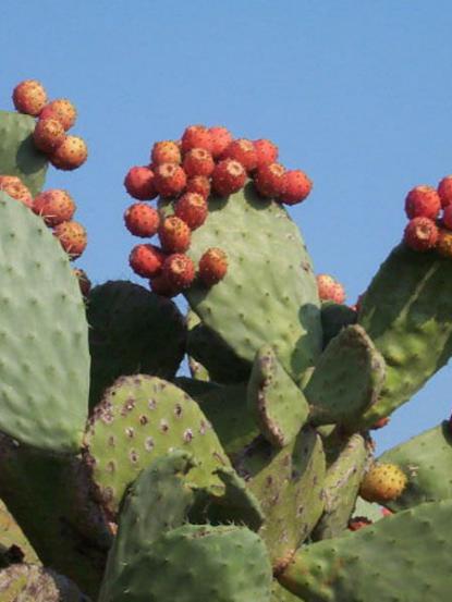 Opuntia ficus indica