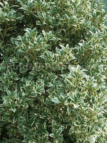 Osmanthus aquifolium