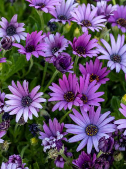 Osteospermum sp.
