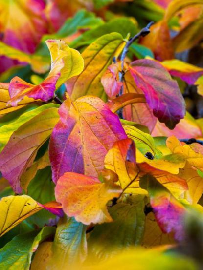 Parrotia persica