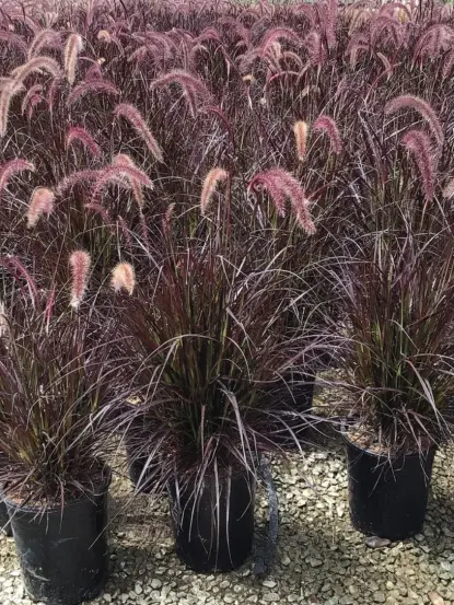 Pennisetum setaceum 'Rubrum'