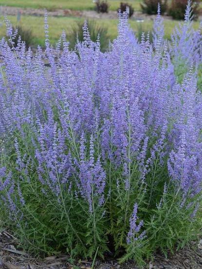Perovskia atriplicifolia