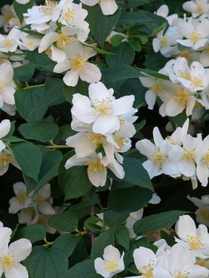 Philadelphus coronarius