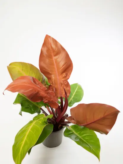 Philodendron Prince of Orange