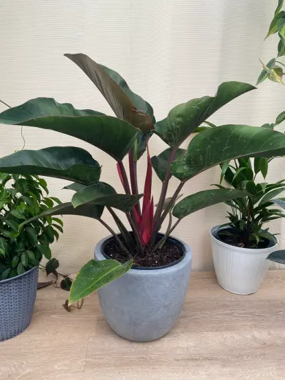 Philodendron Red Congo