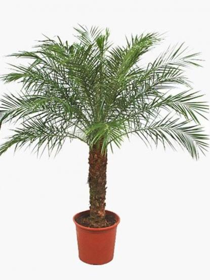 Phoenix roebelenii