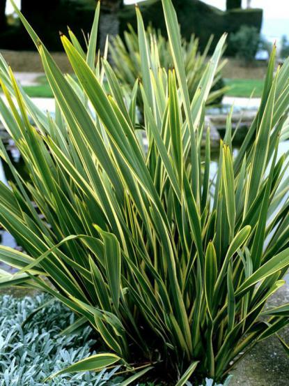 Phormium tenax 'Variegatum'