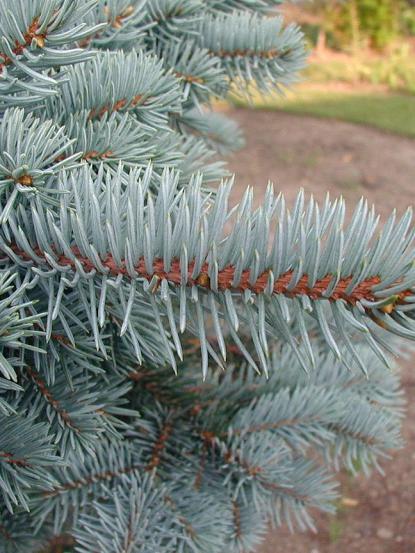 Picea pungens