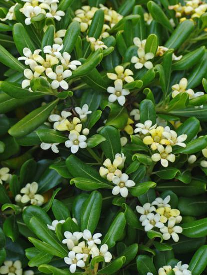 Pittosporum tobira