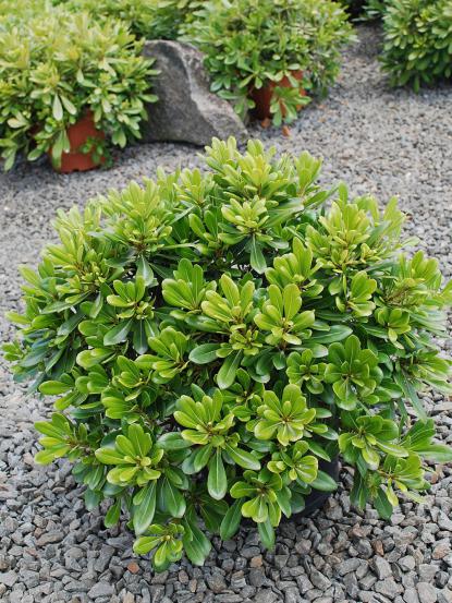 Pittosporum tobira 'Nana'