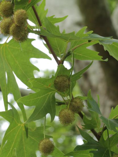 Platanus orientalis