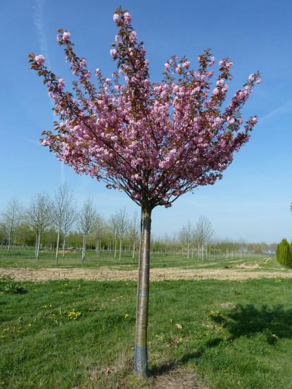 Prunus serrulata 'Kanzan'