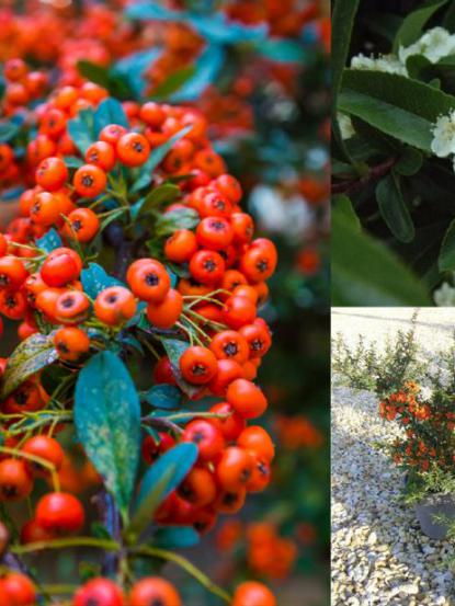 Pyracantha coccinea